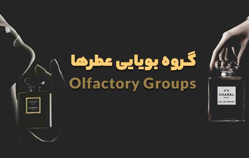 گروه بویایی عطرها - Olfactory Groups | فروشگاه اینترنتی عطر تینو